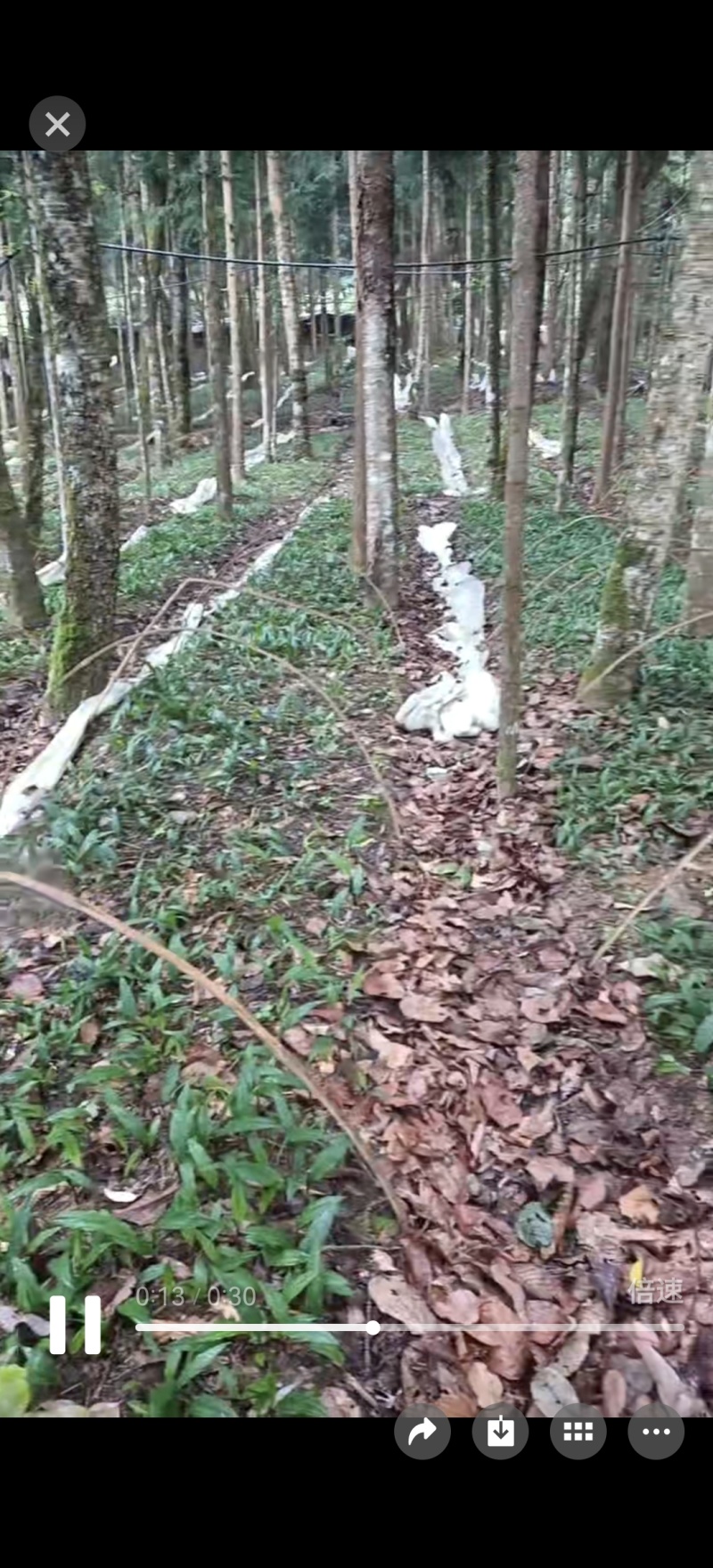 贵州紫花毛慈菇种苗，包技术，包回收，当年直播苗