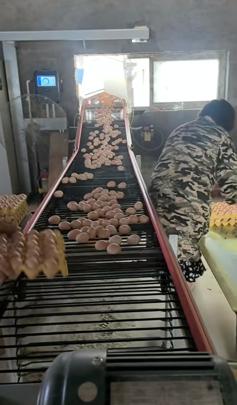 精品富硒无抗鸡蛋土鸡物流承接订单河南产地直发。