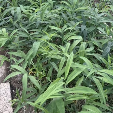 姜型多花高杆不倒苗黄精种苗。包成活技术回收