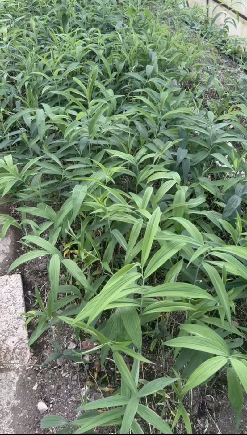 姜型多花高杆不倒苗黄精种苗。包成活技术回收