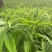 姜型多花高杆不倒苗黄精种苗。包成活技术回收