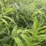 姜型多花高杆不倒苗黄精种苗。包成活技术回收