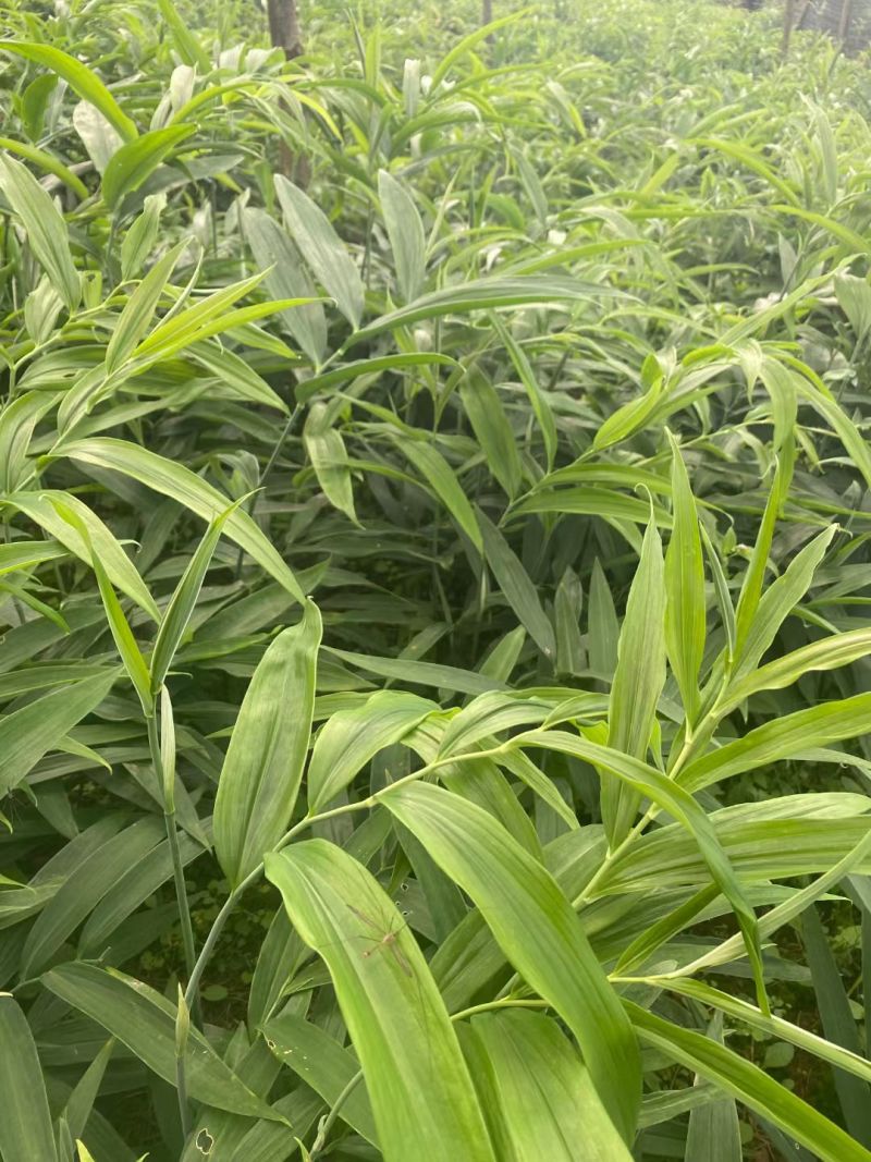 姜型多花高杆不倒苗黄精种苗。包成活技术回收