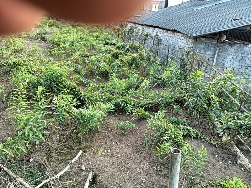 姜型多花高杆不倒苗黄精种苗。包成活技术回收