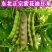 紫花油豆角/东北油豆角/产地直发（可代发全国）量大从优