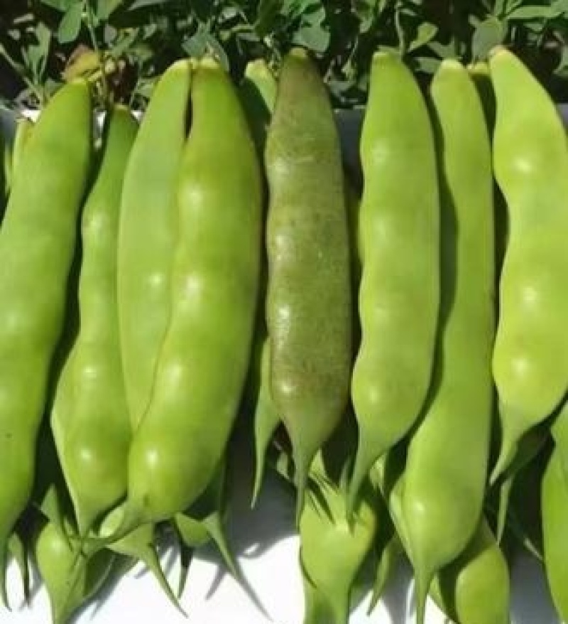 紫花油豆角/东北油豆角/产地直发（可代发全国）量大从优
