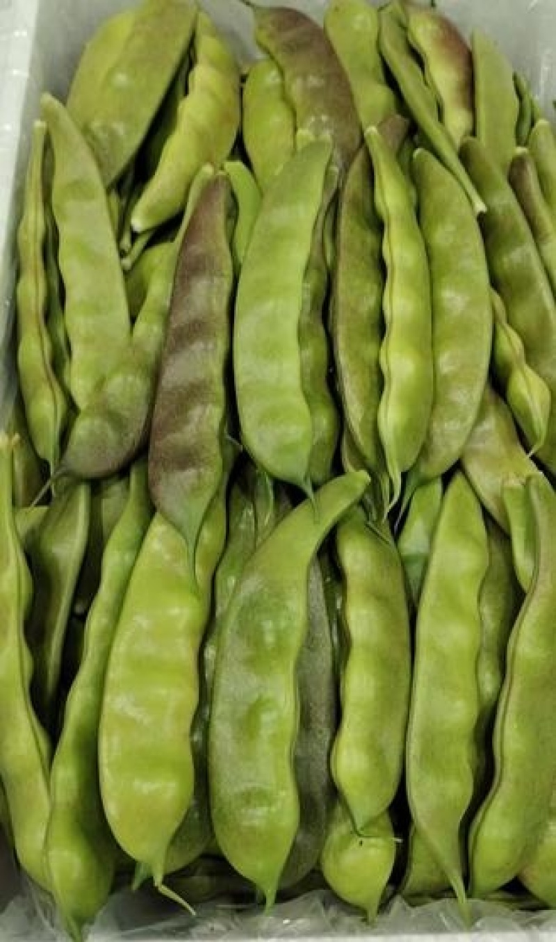 紫花油豆角/东北油豆角/产地直发（可代发全国）量大从优