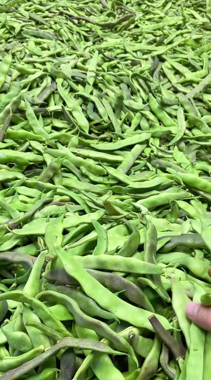 紫花油豆角/东北油豆角/产地直发（可代发全国）量大从优