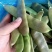 紫花油豆角/东北油豆角/产地直发（可代发全国）量大从优