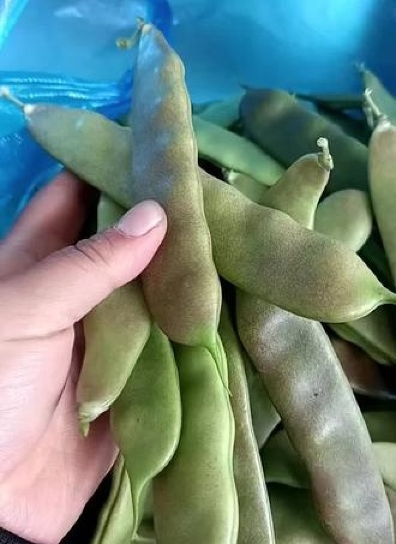 紫花油豆角/东北油豆角/产地直发（可代发全国）量大从优
