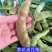 紫花油豆角/东北油豆角/产地直发（可代发全国）量大从优