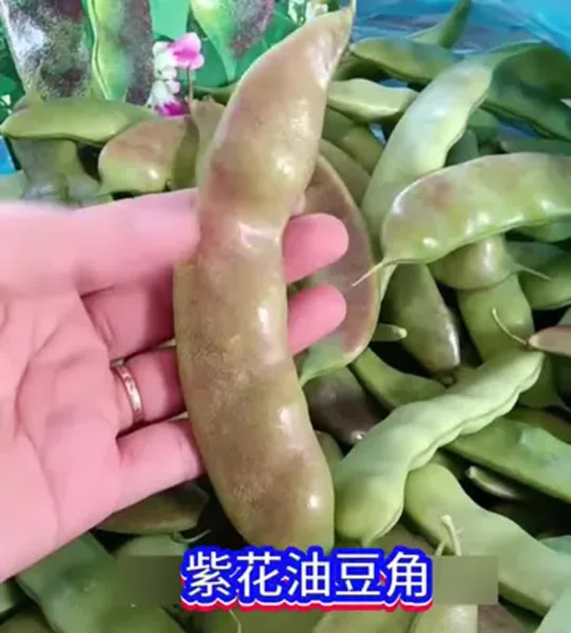 紫花油豆角/东北油豆角/产地直发（可代发全国）量大从优