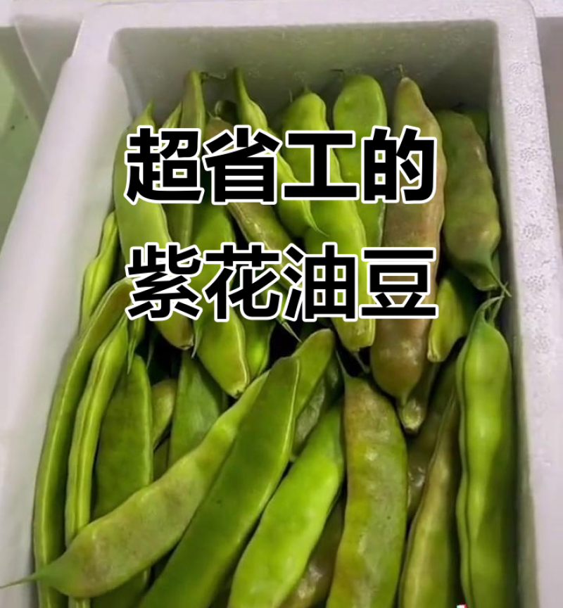 紫花油豆角/东北油豆角/产地直发（可代发全国）量大从优