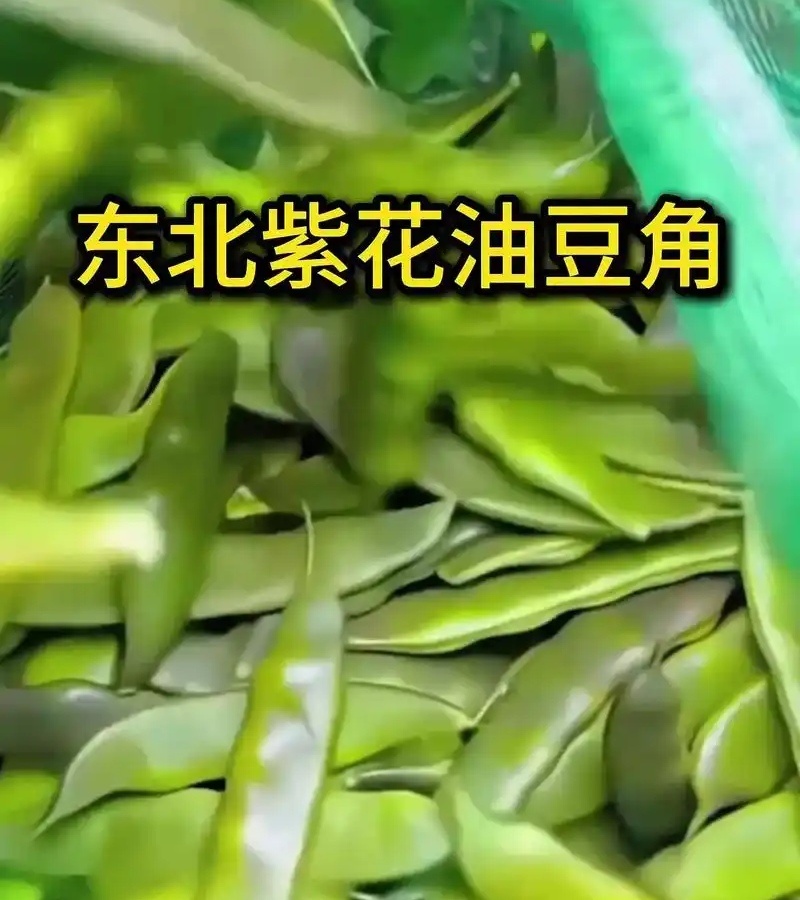 紫花油豆角/东北油豆角/产地直发（可代发全国）量大从优