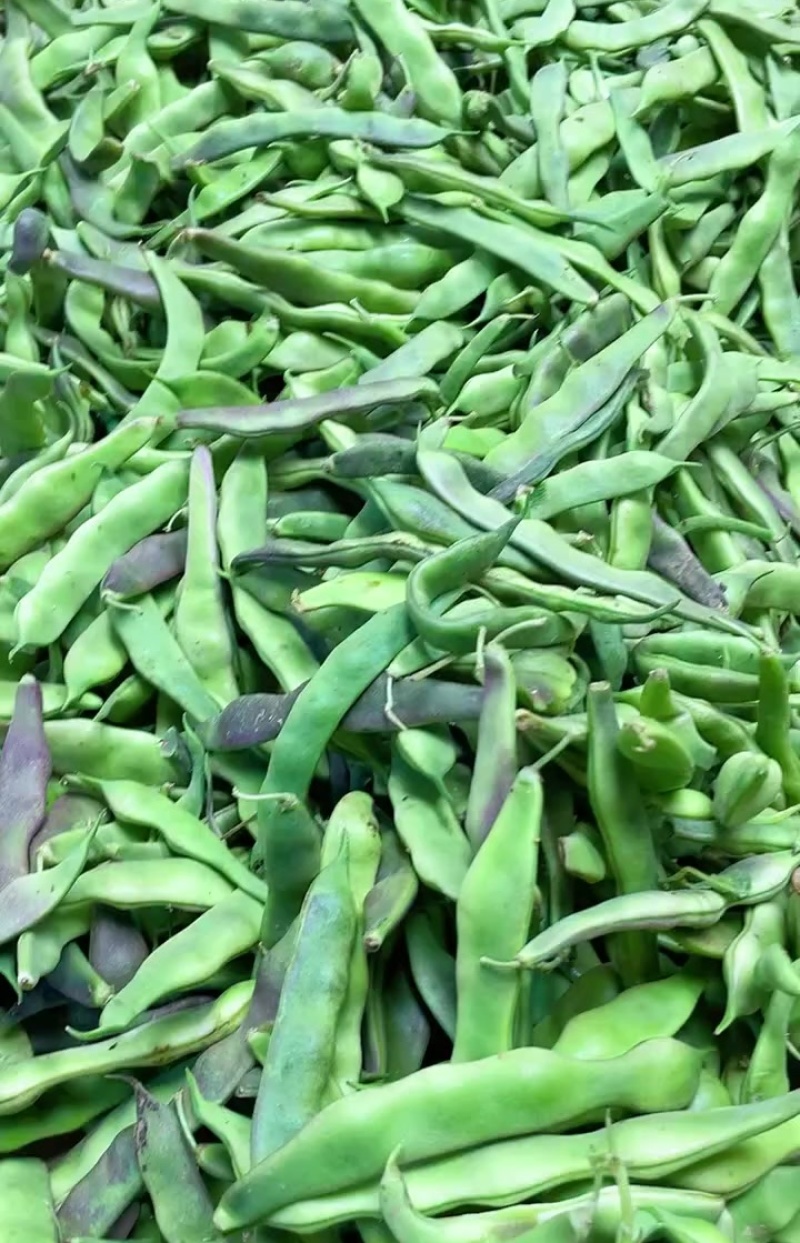 紫花油豆角/东北油豆角/产地直发（可代发全国）量大从优