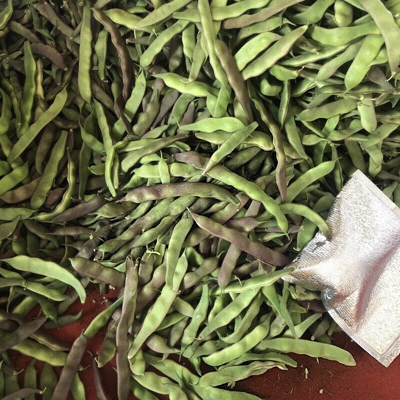 紫花油豆角/东北油豆角/产地直发（可代发全国）量大从优