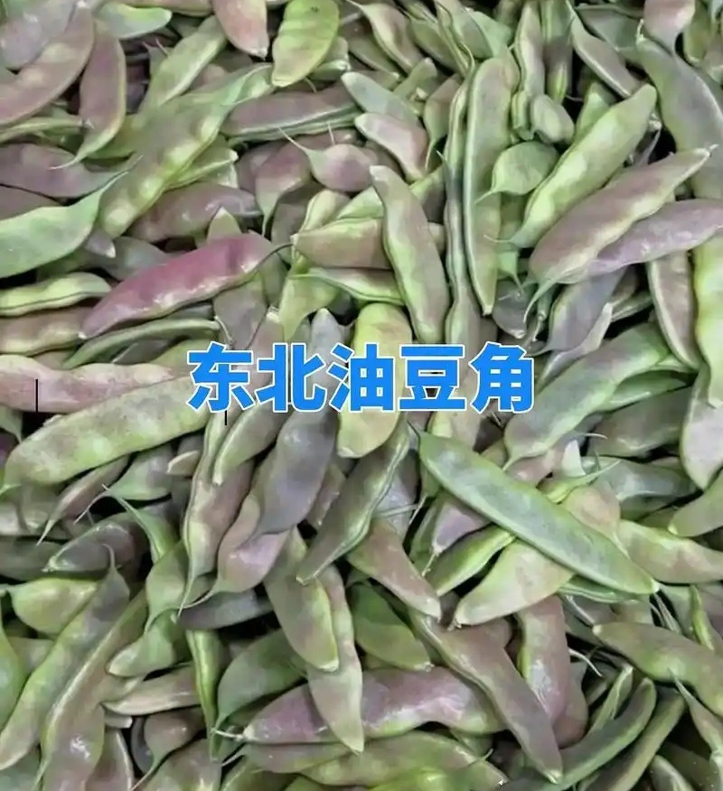 紫花油豆角/东北油豆角/产地直发（可代发全国）量大从优