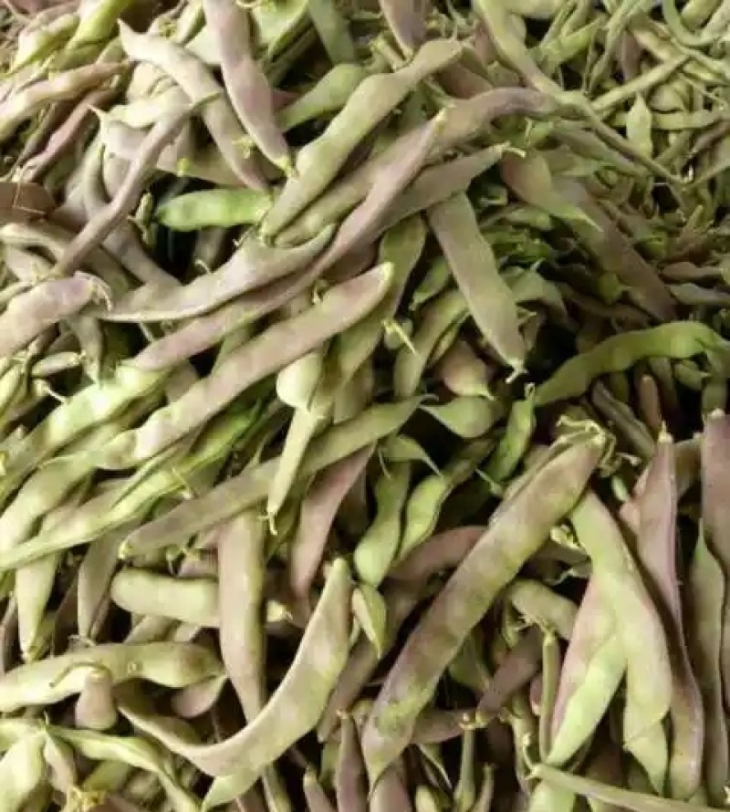 紫花油豆角/东北油豆角/产地直发（可代发全国）量大从优