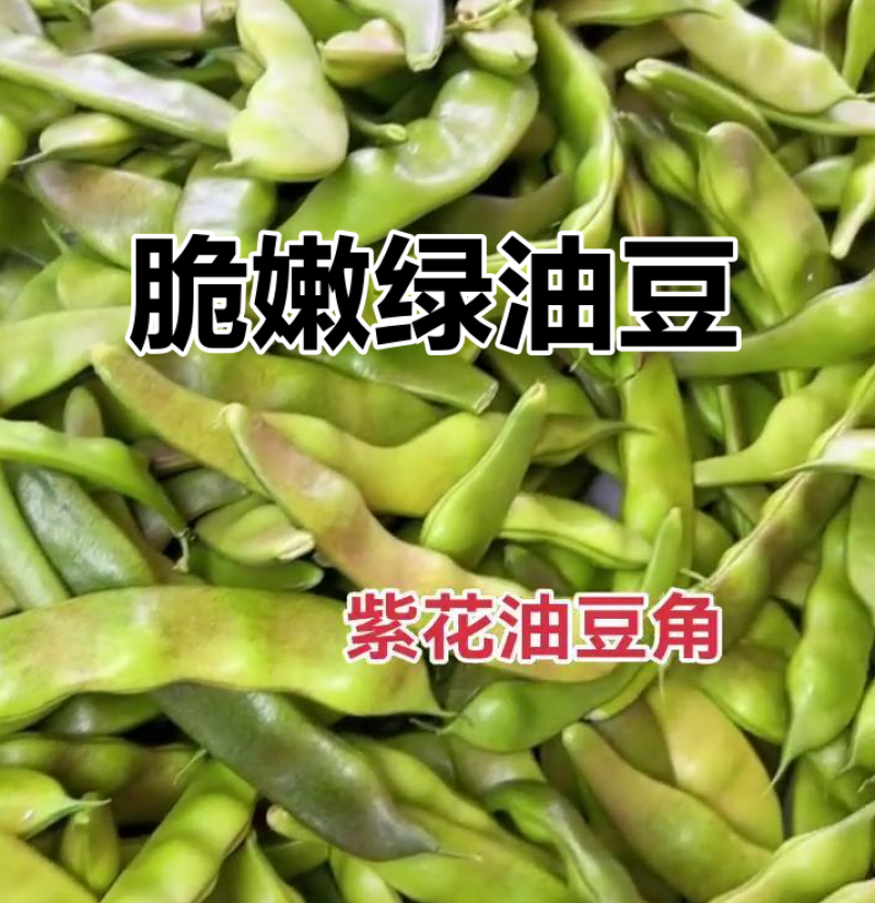 紫花油豆角/东北油豆角/产地直发（可代发全国）量大从优