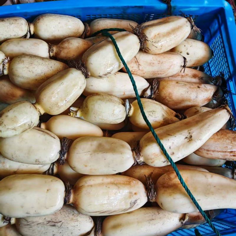 安徽珍珠白莲藕，一手货源，常年供应，可对接电商商超，诚信