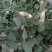 野生狸尾草，可选鲜货干货，支持一件代发，欢迎各位老板咨询