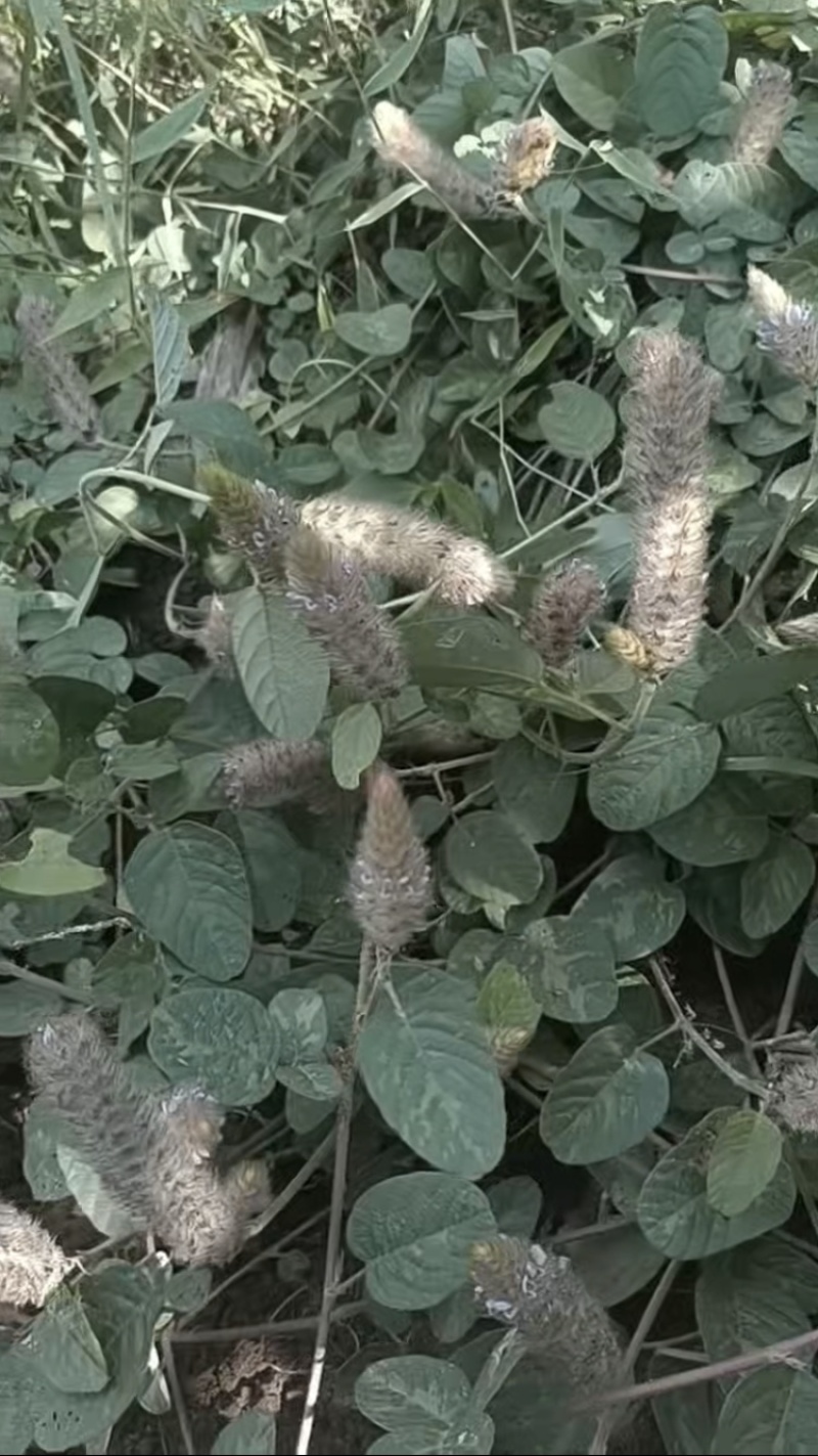 野生狸尾草，可选鲜货干货，支持一件代发，欢迎各位老板咨询
