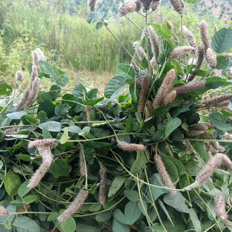 野生狸尾草，可选鲜货干货，支持一件代发，欢迎各位老板咨询