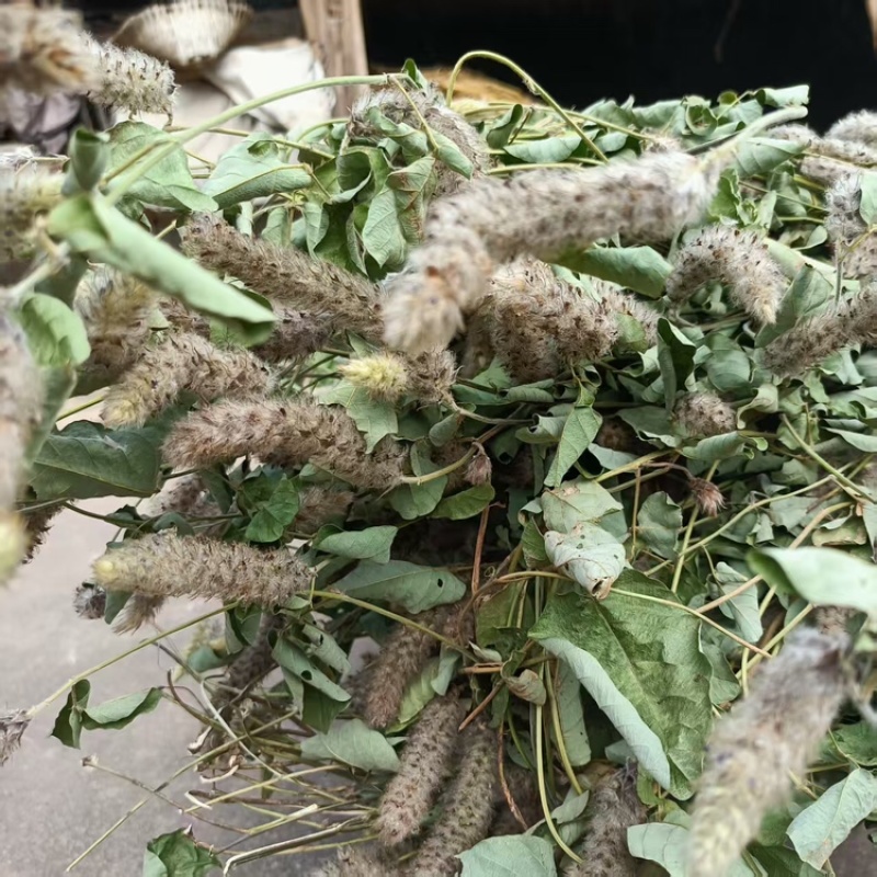野生狸尾草，可选鲜货干货，支持一件代发，欢迎各位老板咨询