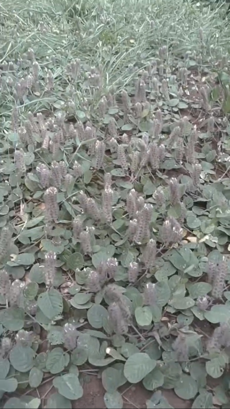 野生狸尾草，可选鲜货干货，支持一件代发，欢迎各位老板咨询