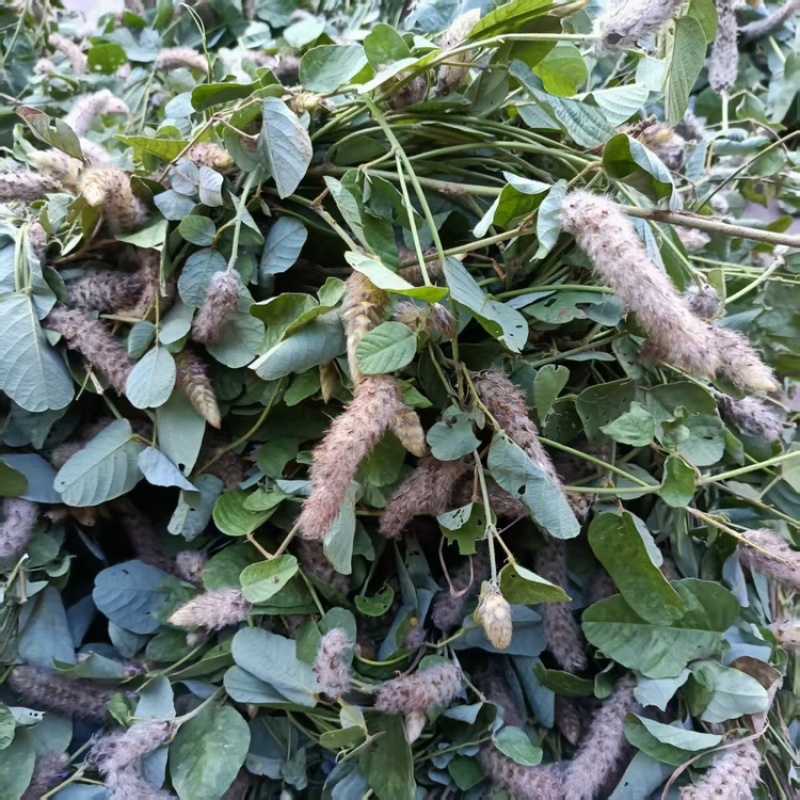 野生狸尾草，可选鲜货干货，支持一件代发，欢迎各位老板咨询