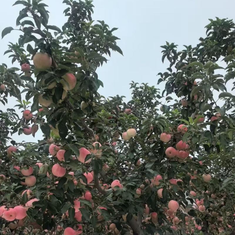 【精品】黄元帅苹果辽宁苹果品质保障欢迎来电咨询