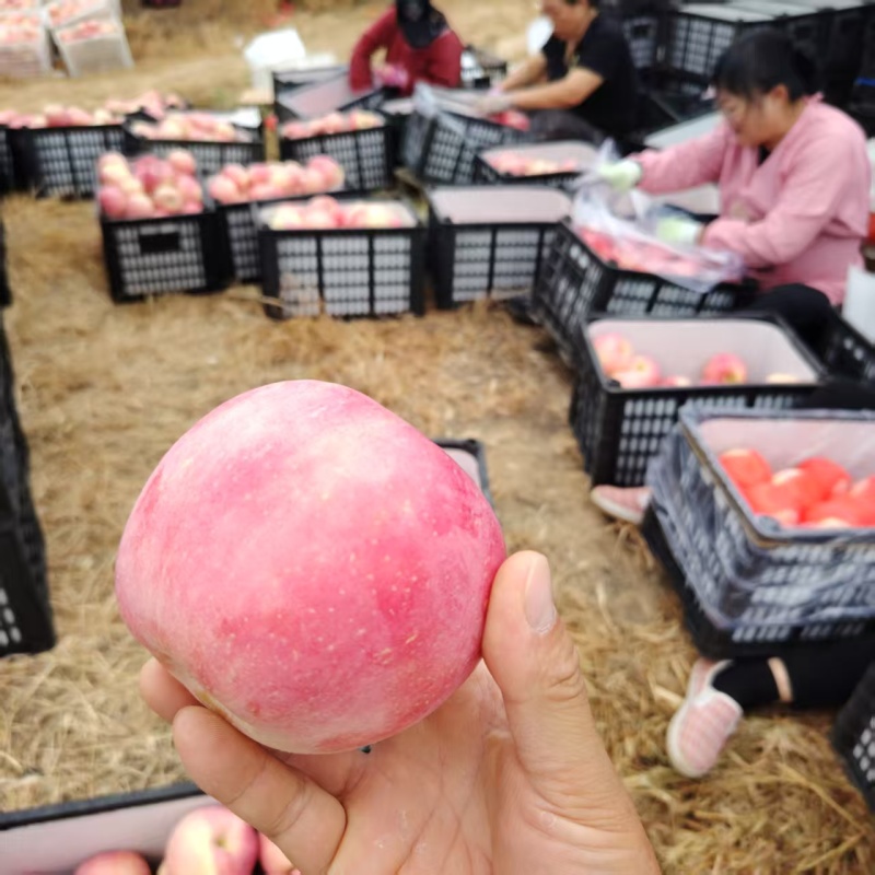 瓦房店大连辽宁红富士苹果产地直供大量有货质量保证