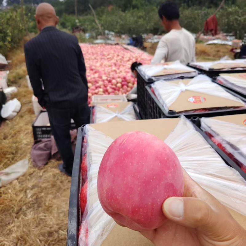 瓦房店大连辽宁红富士苹果产地直供大量有货质量保证