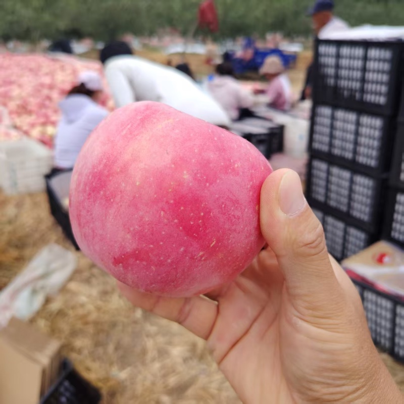 瓦房店大连辽宁红富士苹果产地直供大量有货质量保证