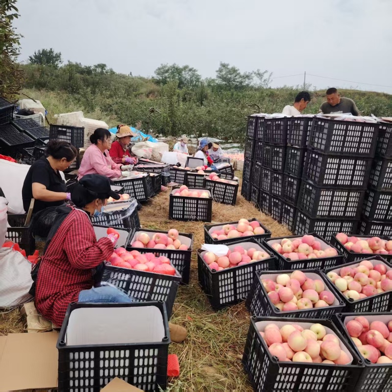 瓦房店大连辽宁红富士苹果产地直供大量有货质量保证