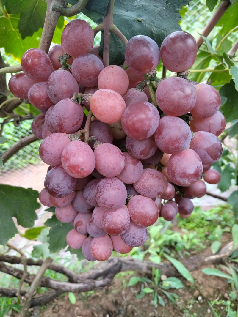 红提，巨峰上市了