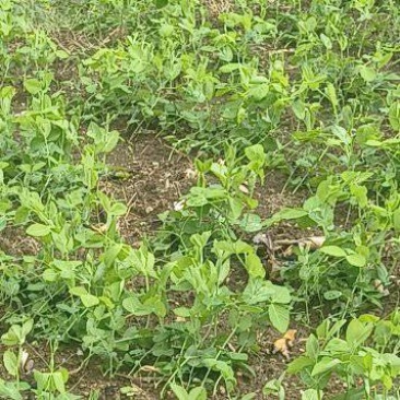 贵州露天豌豆尖崭新上市