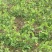 贵州露天豌豆尖崭新上市