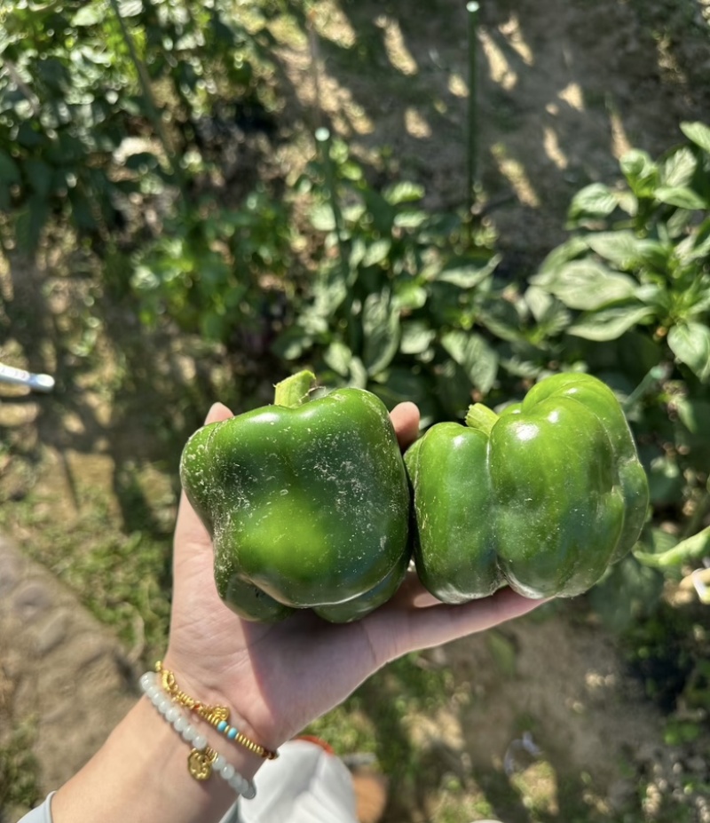 精品圆椒鲜辣椒大量供应货源充足，对接各大商超市场