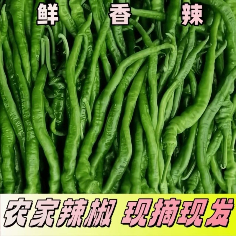 线椒鲜辣椒大量供应现摘现发货源充足量大对接全国
