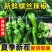精品鲜辣椒螺丝椒大量供应，对接各大电商商超市场