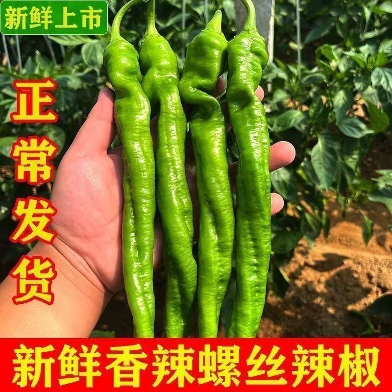 精品鲜辣椒螺丝椒大量供应，对接各大电商商超市场