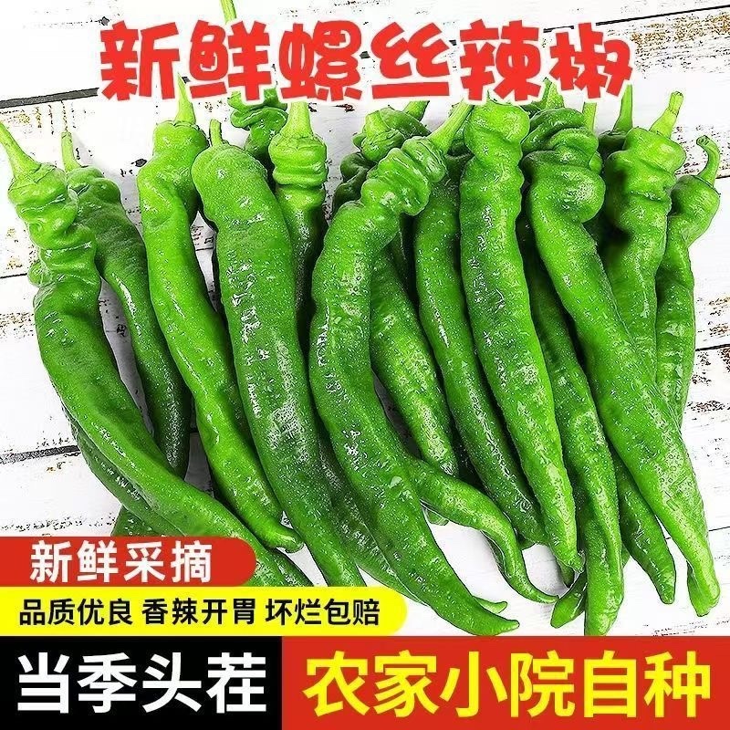 精品鲜辣椒螺丝椒大量供应，对接各大电商商超市场