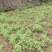 贵州露天豌豆尖崭新上市