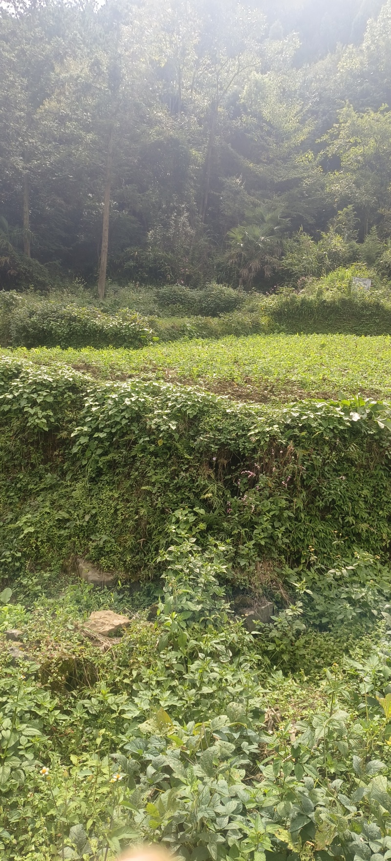 贵州露天豌豆尖崭新上市