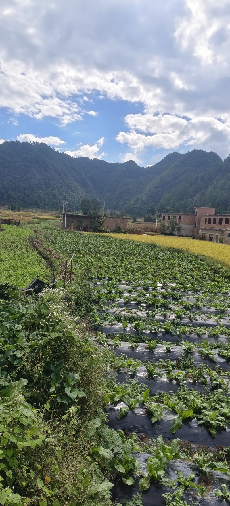 贵州露天豌豆尖崭新上市