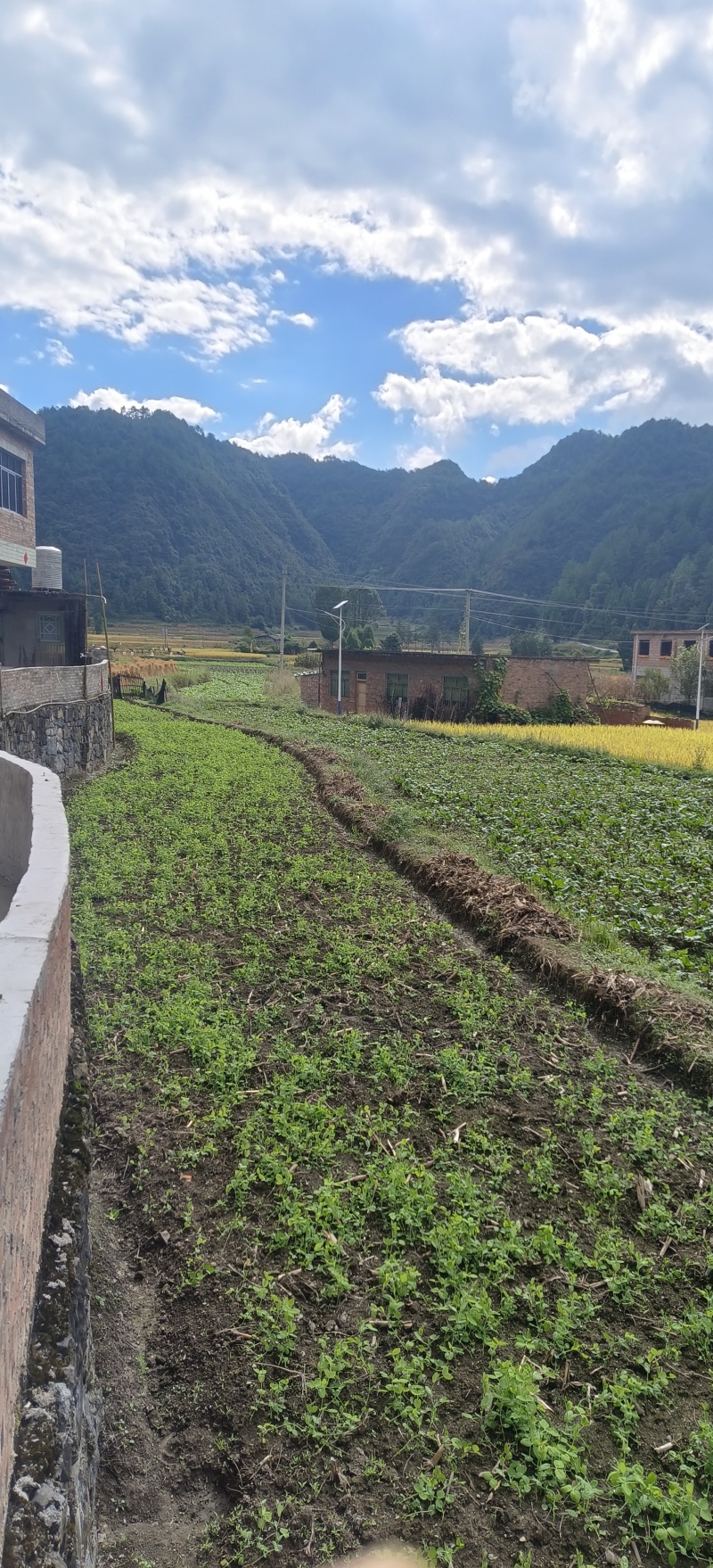 贵州露天豌豆尖崭新上市