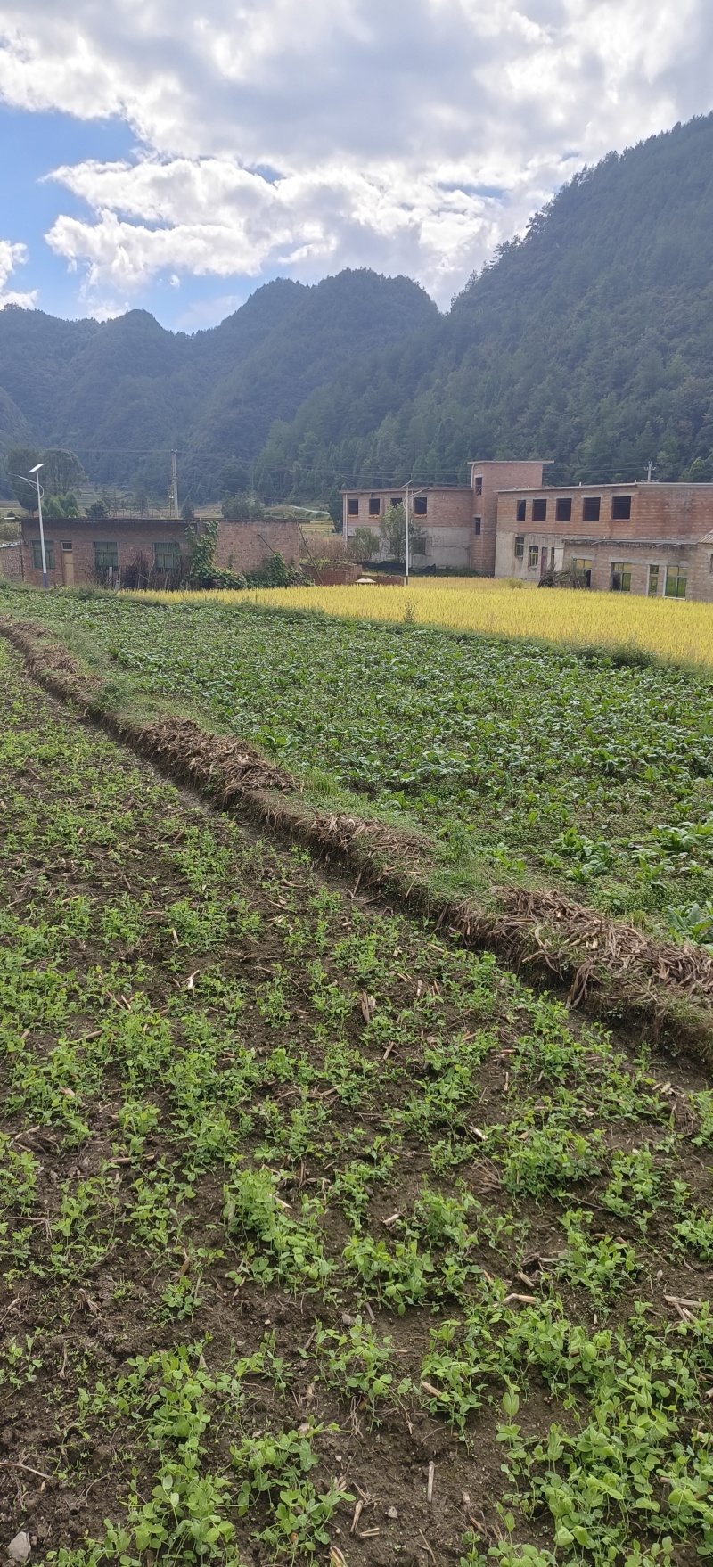 贵州露天豌豆尖崭新上市