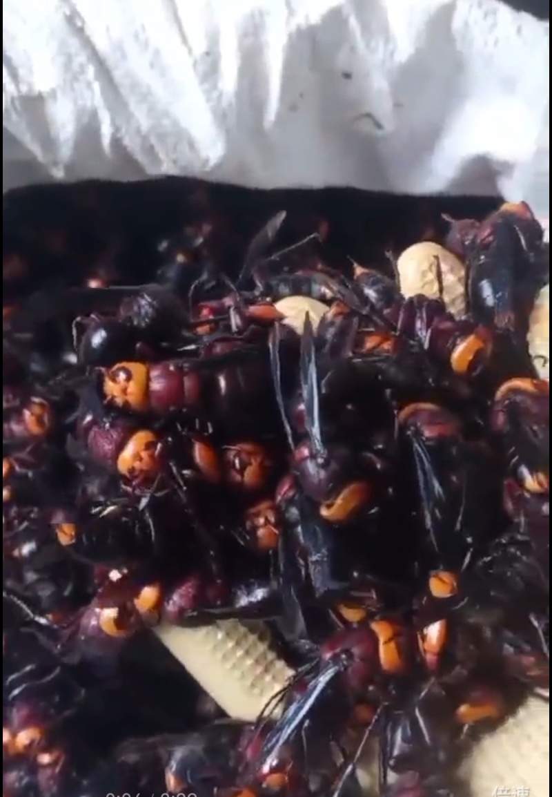 金环老蜂，黑尾老蜂，红娘老蜂，胡蜂老蜂，虎头蜂老蜂
