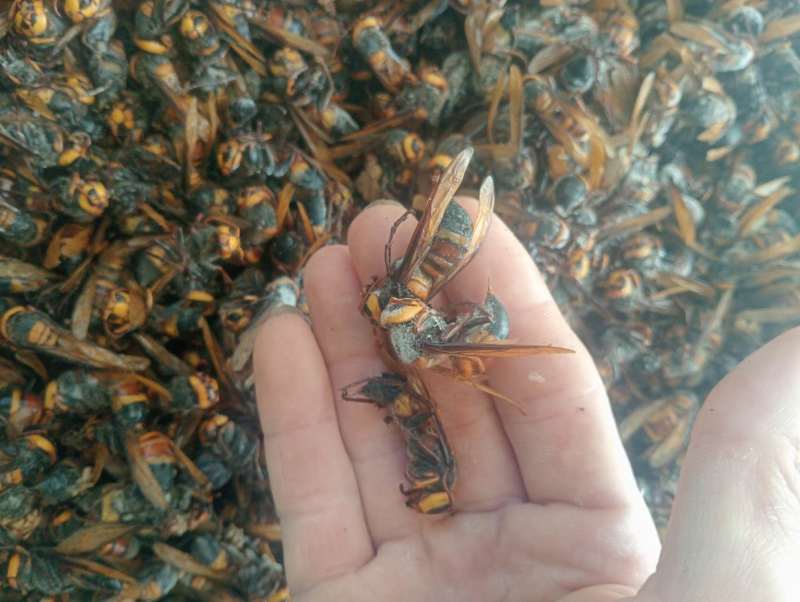 金环老蜂，黑尾老蜂，红娘老蜂，胡蜂老蜂，虎头蜂老蜂